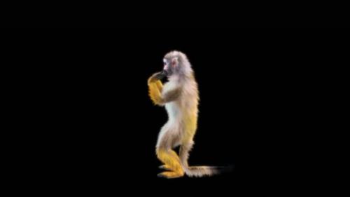 Videohive - 76 Hip Hop Dancing Monkey Dance HD - 47556629 - 47556629