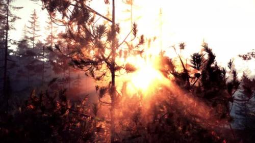 Videohive - Sunset Rays Through Pine Branches - 47558441 - 47558441