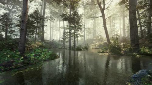 Videohive - Early Morning at Forest Hiding in the Fog - 47558928 - 47558928