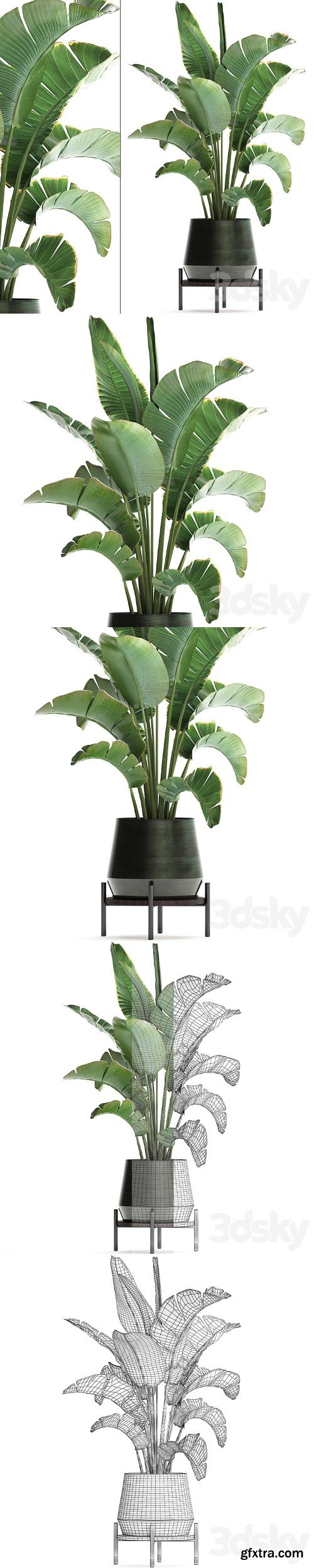 Plant banana palm 446. strelitzia, pot, flowerpot, indoor banana, strelitzia, flower stand, interior, stylish, luxury pot, flowerpot, decor, office plant, flower, revanala, bush