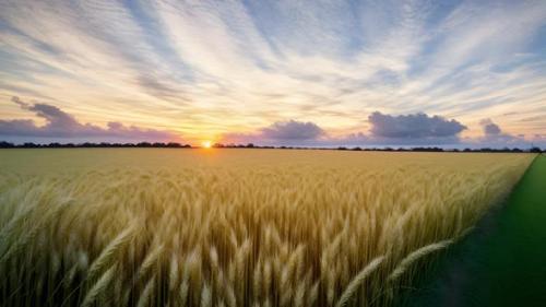 Videohive - A beautiful sky landscape over a wheat field with a sunrise 008 - 47561297 - 47561297