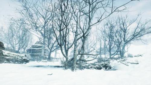 Videohive - Winter Deciduous Forest on a Foggy Morning - 47581220 - 47581220