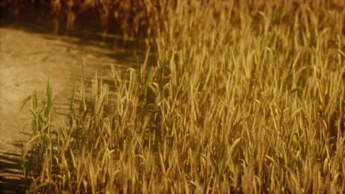 Videohive - the Field of Ripe Rye at Sunset - 47581282 - 47581282