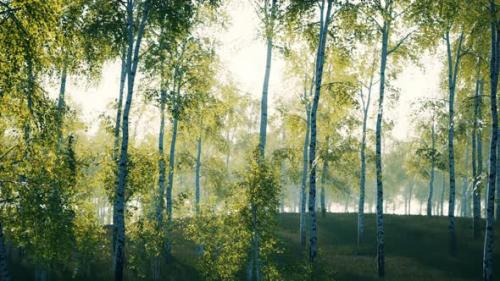 Videohive - Summer July View of Birch Grove in Sunlight - 47581895 - 47581895