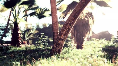 Videohive - Palm Oil Plantation and Morning Sunlight - 47592662 - 47592662