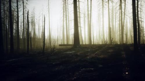 Videohive - Burned Trees After Wildfire with Pollution and a Lot of Smoke - 47592767 - 47592767