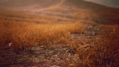 Videohive - Golden Rocks and Grass in Mountains - 47581078 - 47581078