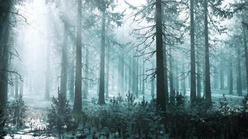 Videohive - Winter Foggy Beech and Spruce Forest Scene - 47581102 - 47581102