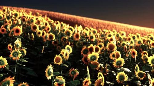 Videohive - Field of Blooming Sunflowers on a Background Sunset - 47581180 - 47581180