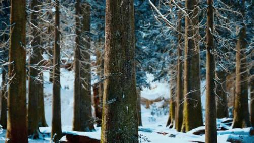 Videohive - Winter Calm Forest at Sunny Day - 47581214 - 47581214