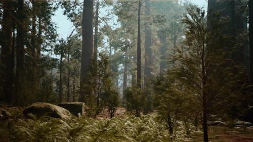 Videohive - Tall Forest of Sequoias in Yosemite National Park - 47581270 - 47581270