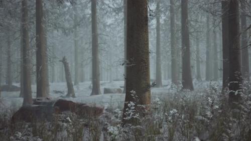 Videohive - Winter Pine Forest with Fog in the Background - 47581362 - 47581362