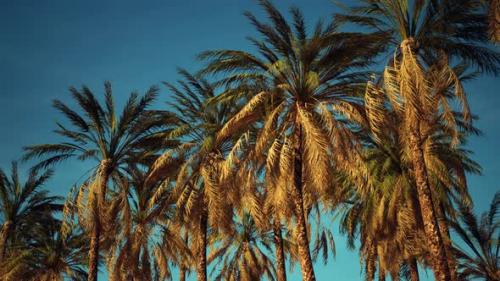 Videohive - Tropical Palm Trees From Below - 47581379 - 47581379