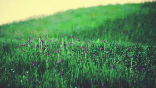 Videohive - Green Meadow Under Blue Sky - 47581583 - 47581583