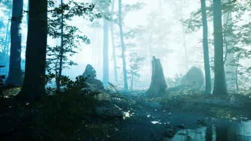 Videohive - Morning Fog in Deep Forest - 47581615 - 47581615