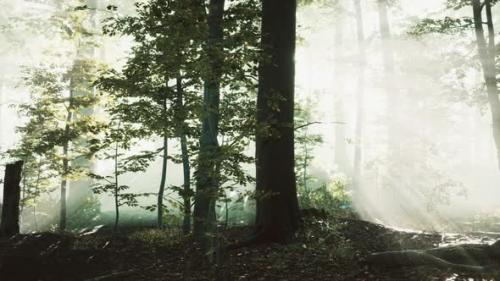 Videohive - Panoramic View of the Majestic Forest in a Morning Fog - 47581626 - 47581626