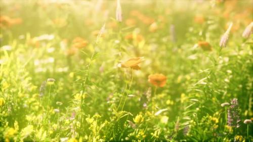 Videohive - View of Beautiful Cosmos Flower Field in Sunset Time - 47581652 - 47581652