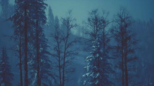 Videohive - Fir Forest on a Foggy Day - 47581711 - 47581711