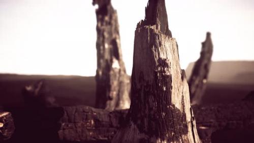 Videohive - Logs and Trunks After the Forest Fire - 47581890 - 47581890