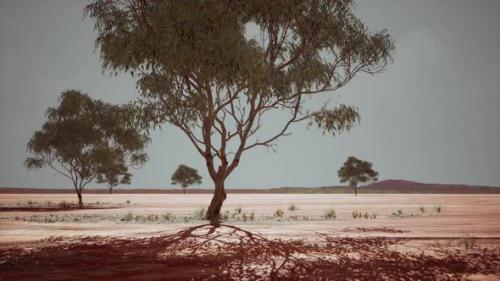 Videohive - Dry African Savannah with Trees - 47581955 - 47581955