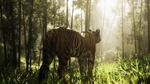 Videohive - In the Midst of a Bamboo Thicket a Colossal Bengal Tiger Stalks Its Quarry - 47592490 - 47592490