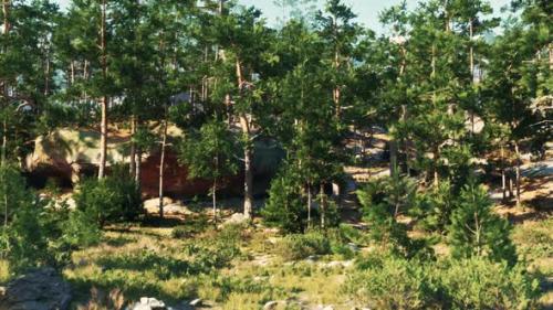 Videohive - Coniferous Forest Clings to Rocky Cliffs Enduring Strong Winds - 47592501 - 47592501