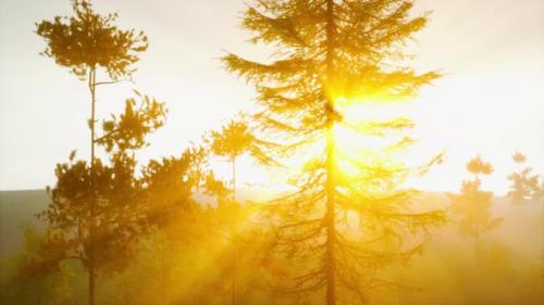 Videohive - Magnificent Sunlight Streaming Through Pine Boughs - 47592564 - 47592564