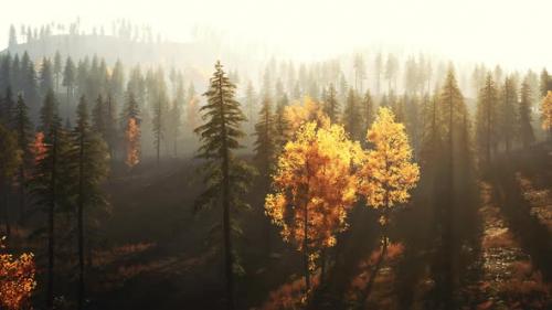 Videohive - Luminous Coniferous Forest in the Mountains During Fall Sunset - 47592638 - 47592638