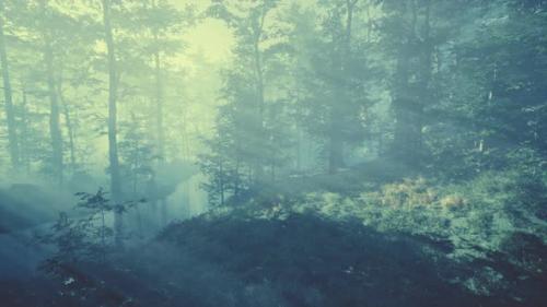 Videohive - Beautiful Morning in the Forest - 47592692 - 47592692