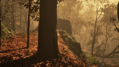 Videohive - Panoramic View of the Majestic Evergreen Forest in a Morning Fog - 47592696 - 47592696