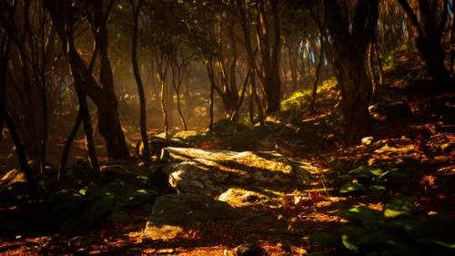 Videohive - Creepy Mystic Magic Deep Forest - 47581200 - 47581200