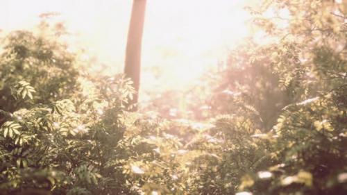 Videohive - Sunbeams Pour Through Trees in Misty Forest - 47581493 - 47581493