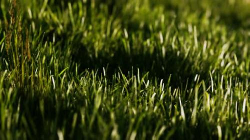 Videohive - Green Fresh Grass As a Nice Background - 47581593 - 47581593