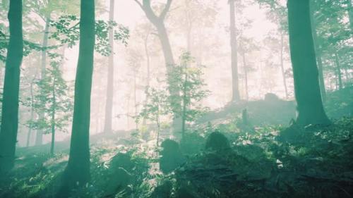Videohive - Sunny Silhouetted Forest with Sunbeams Through Fog - 47581623 - 47581623