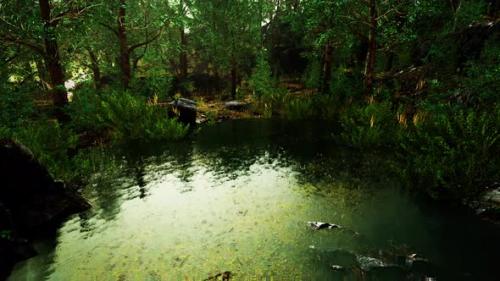 Videohive - Forest Spring Landscape with Overgrown Pond - 47581682 - 47581682