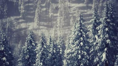 Videohive - Winter Snow Covered Cone Trees on Mountainside - 47581723 - 47581723