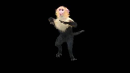 Videohive - 62 Hip Hop Dancing Monkey Dance HD - 47633142 - 47633142