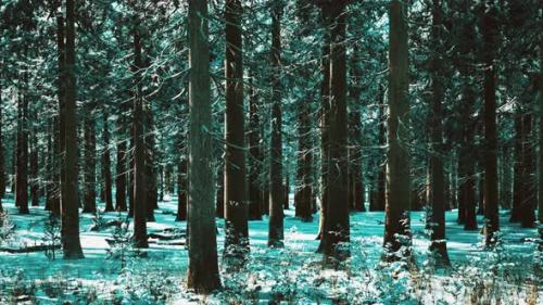 Videohive - Snow Covered Conifer Forest at Sunny Day - 47639404 - 47639404