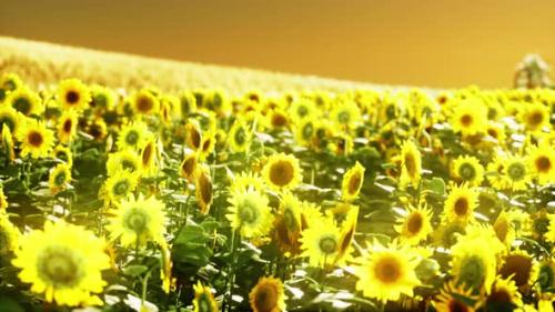 Videohive - Sunflower Field Bathed in Golden Light of the Setting Sun - 47639526 - 47639526