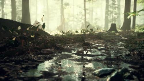 Videohive - Small Creek Runs Through a Wide Valley Full of Fallen Leaves - 47639667 - 47639667