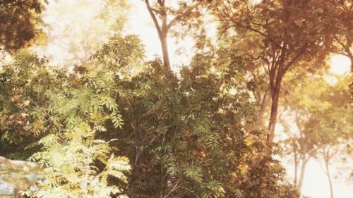 Videohive - Late Summer Sunlight Breaking Through the Trees - 47639677 - 47639677