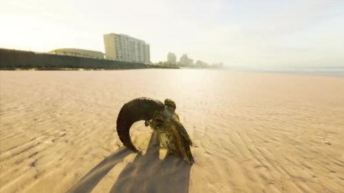 Videohive - Closeup of a Skull Laying on the Wet Sand - 47639690 - 47639690