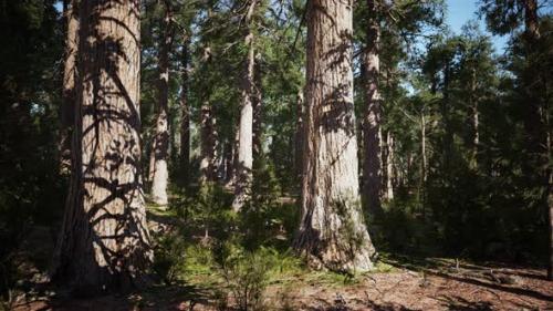 Videohive - Sequoia Redwood Trees in the Sequoia National Park Forest - 47639753 - 47639753