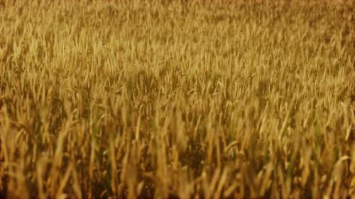 Videohive - the Field of Ripe Rye at Sunset - 47639766 - 47639766