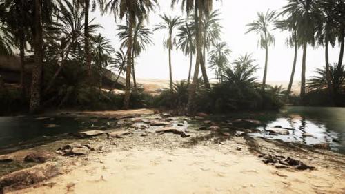 Videohive - Panorama of Beautiful Oasis Surrounded By Sand Dunes - 47639976 - 47639976