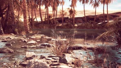 Videohive - Palm Trees Flourish Around a Pool of Water at a Park in Palm Desert - 47639981 - 47639981