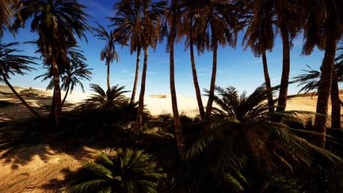 Videohive - Palm Trees of Oasis in Desert Landscape - 47640032 - 47640032