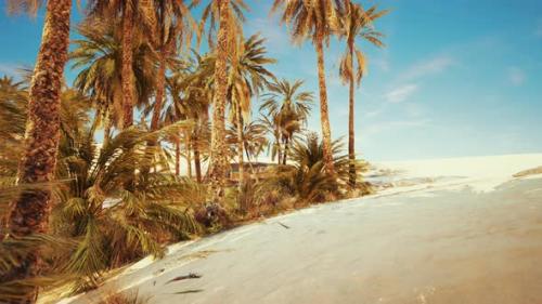 Videohive - Inside View of the Oasis in Tunisia - 47640061 - 47640061