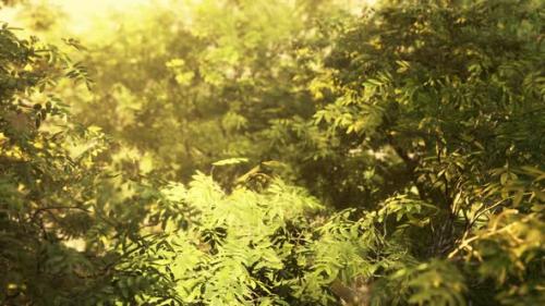 Videohive - Sunbeams in Foggy Green Forest - 47640302 - 47640302
