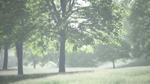 Videohive - Big Mapple Tree with Green Leaves in a Summer Day - 47640318 - 47640318